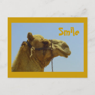 Smiling camel in profile postcard