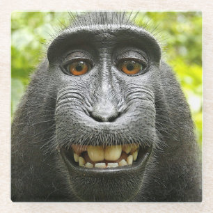 Smiling Celebes Macaque Monkey Glass Coaster