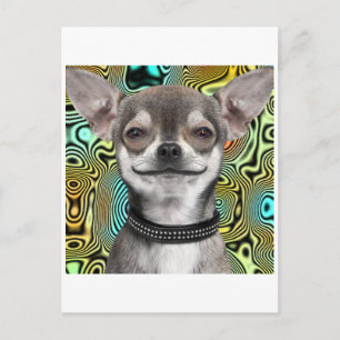 Smiling Chihuahua Dog Postcard