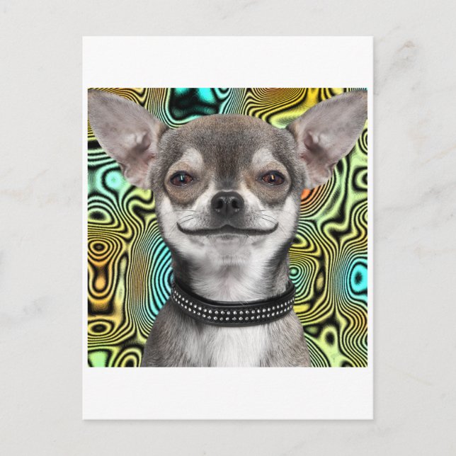 Smiling Chihuahua Dog Postcard (Front)
