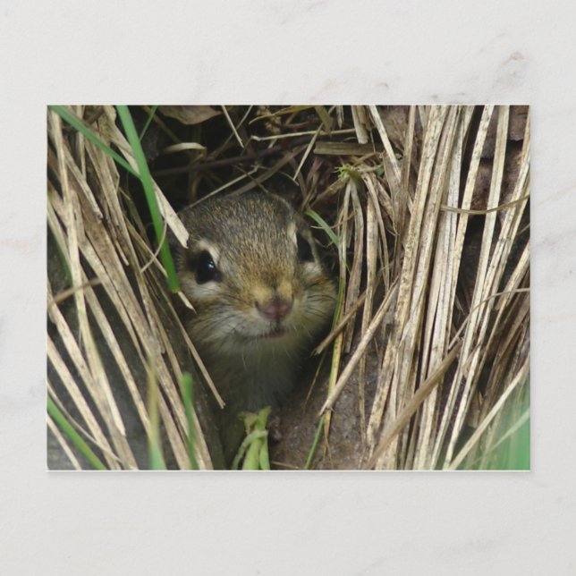 Smiling Chipmunk Postcard (Front)