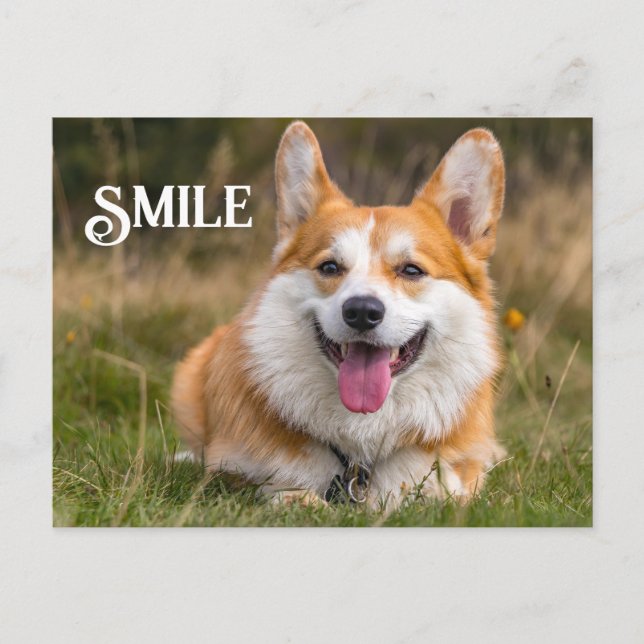 Smiling Corgi Dog Funny Animal Smile Postcard (Front)