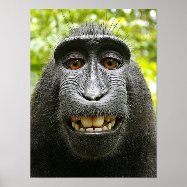 Smiling Crested Macaque Poster (Front)