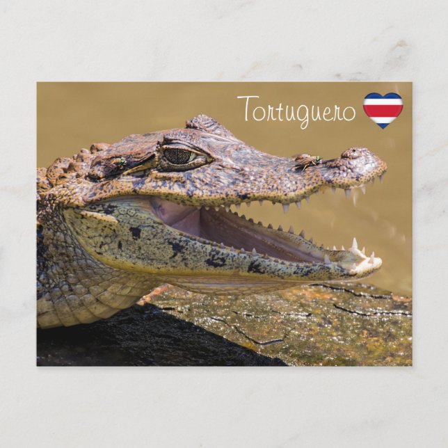 Smiling crocodile in Tortuguero - Costa Rica Postcard (Front)