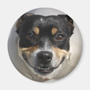 Smiling dog magnet