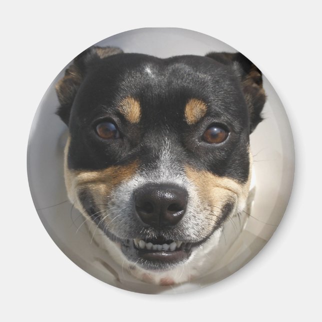 Smiling dog magnet (Front)
