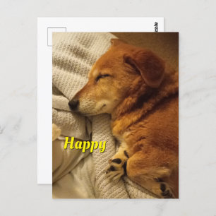 Smiling Dog Postcard
