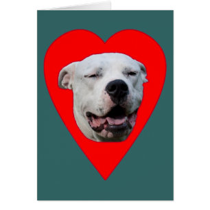 Smiling Dogo Argentino