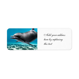 Smiling Dolphin