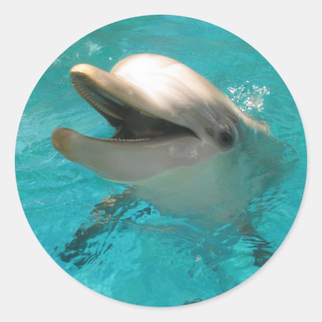 Smiling Dolphin Classic Round Sticker (Front)
