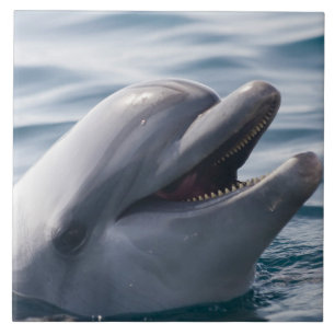 Smiling Dolphin Close‑Up Above Clear Blue Water Tile