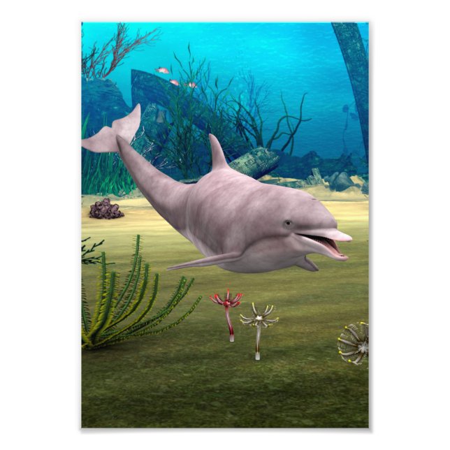 Smiling Dolphin Photo Print (Front)