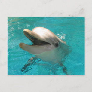 Smiling Dolphin Postcard