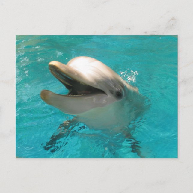 Smiling Dolphin Postcard (Front)