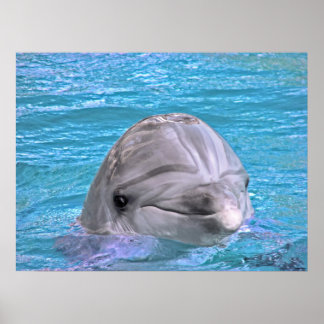 Smiling Dolphin Poster