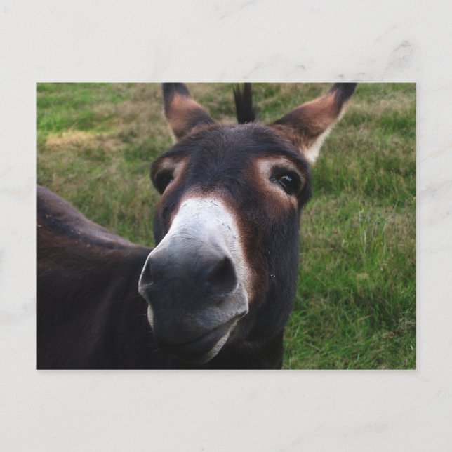 Smiling Donkey Postcard (Front)