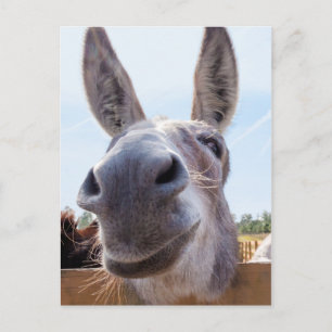 Smiling Donkey Postcard