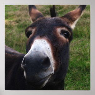 Smiling Donkey Print