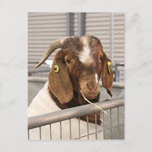 Smiling goat 2 postcard