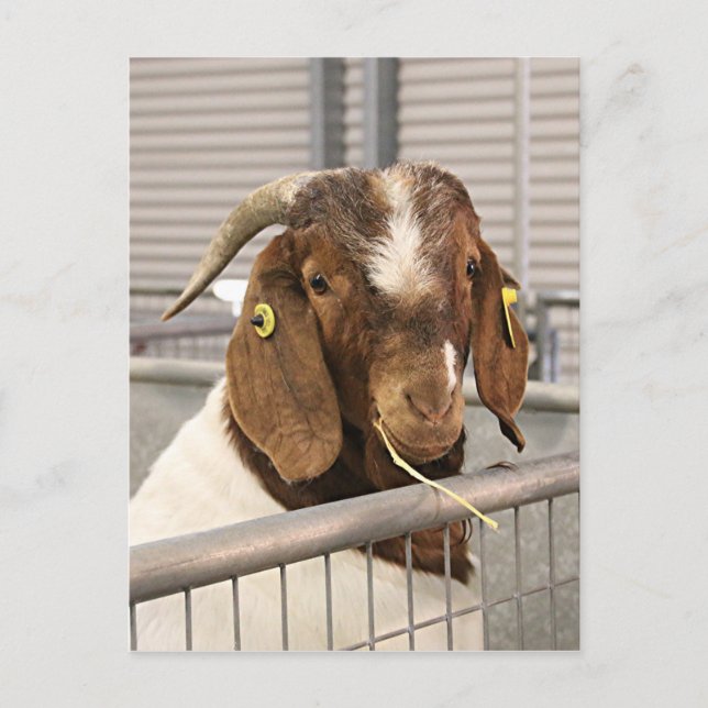 Smiling goat 2 postcard (Front)