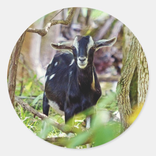 Smiling Goat Classic Round Sticker (Front)