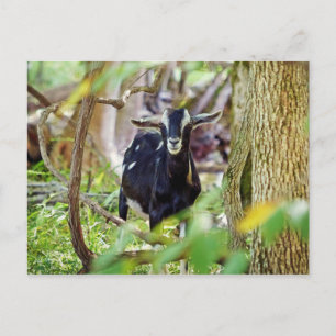 Smiling Goat Postcard