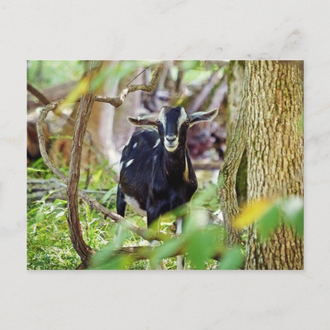 Smiling Goat Postcard (Front)