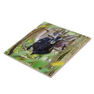 Smiling Goat Tile