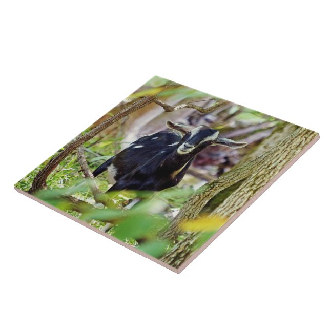 Smiling Goat Tile (Side)