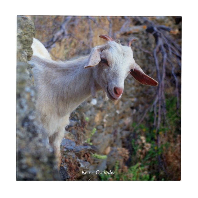 Smiling goat tile (Front)