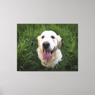 Smiling Golden Retriever  Canvas Print