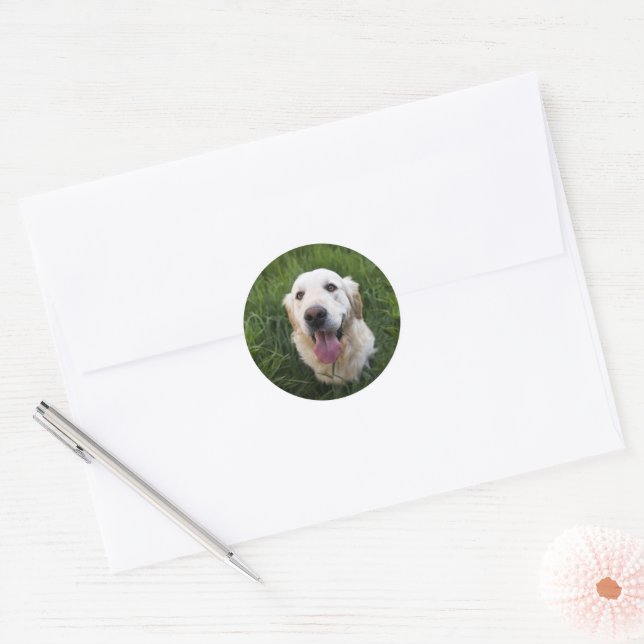 Smiling Golden Retriever   Classic Round Sticker (Envelope)