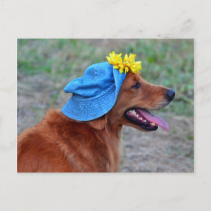 Smiling Golden Retriever in Hat Postcard