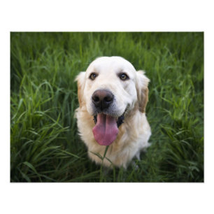 Smiling Golden Retriever Photo Print