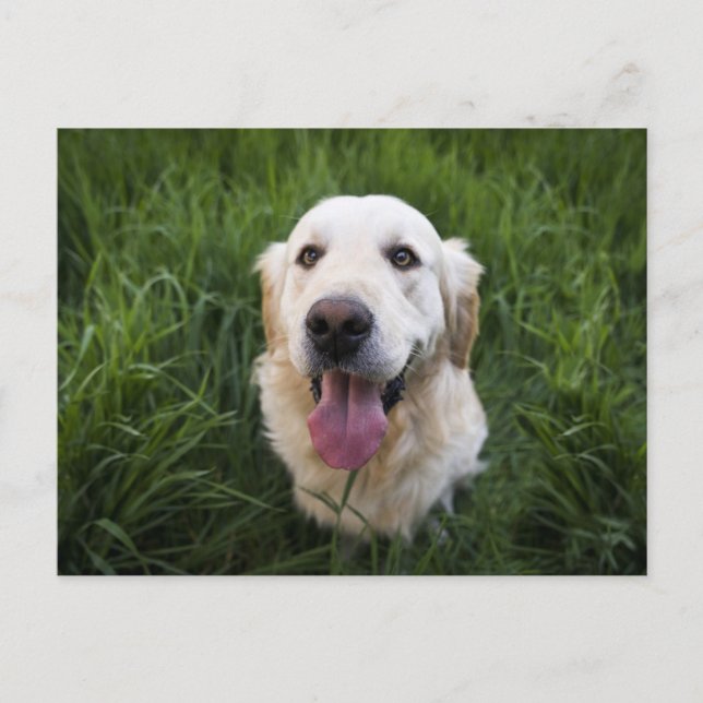 Smiling Golden Retriever  Postcard (Front)