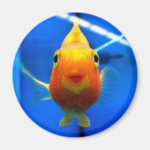 Smiling Goldfish Round Magnet