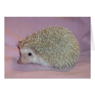 Smiling hedgehog