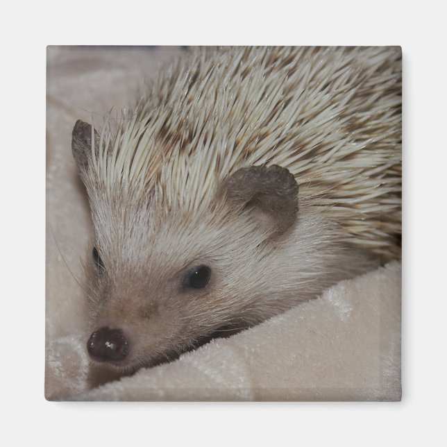 Smiling Hedgehog Magnet (Front)