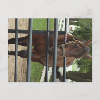 smiling horse postcard