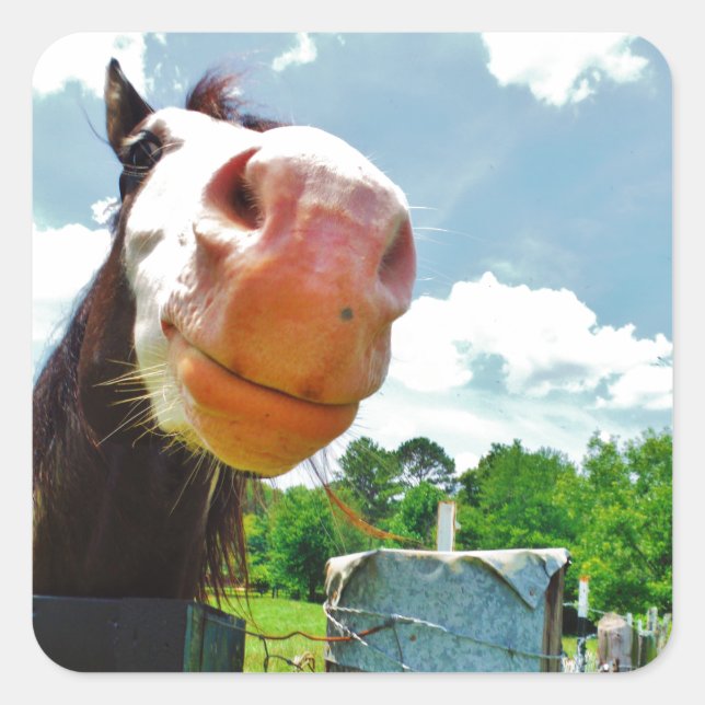 Smiling Horse Square Sticker (Front)