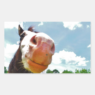 Smiling Horse Sticker