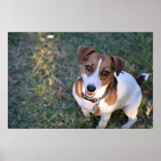 Smiling Jack Russell Terrier Poster