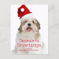 Smiling Lhasa Apso Dog Wearing Santa Hat