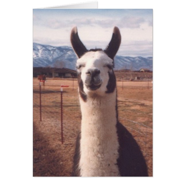 "Smiling Llama" (Front)