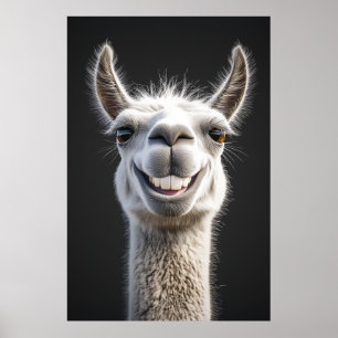 Smiling Llama Close-Up Poster