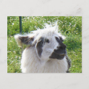 Smiling Llama  Postcard