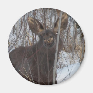 Smiling Moose Magnet