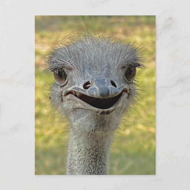 Smiling Ostrich Postcard 2 (Front)