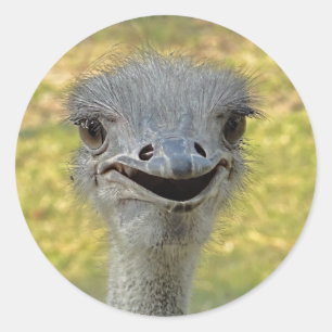 Smiling Ostrich Sticker