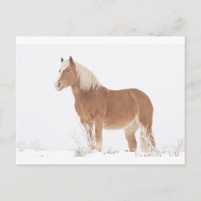 Smiling Palomino Horse in the Snow Postcard (Front)